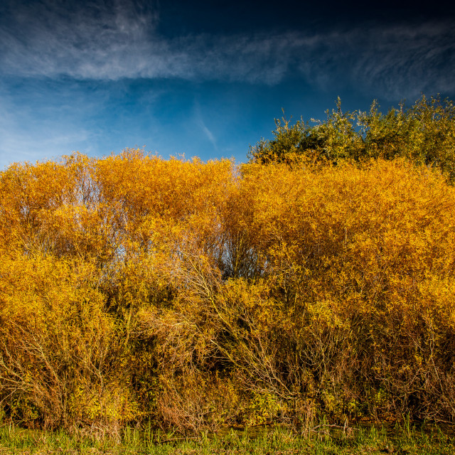 "Autumn colour" stock image