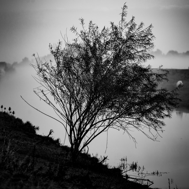 "Monochrome shrub" stock image