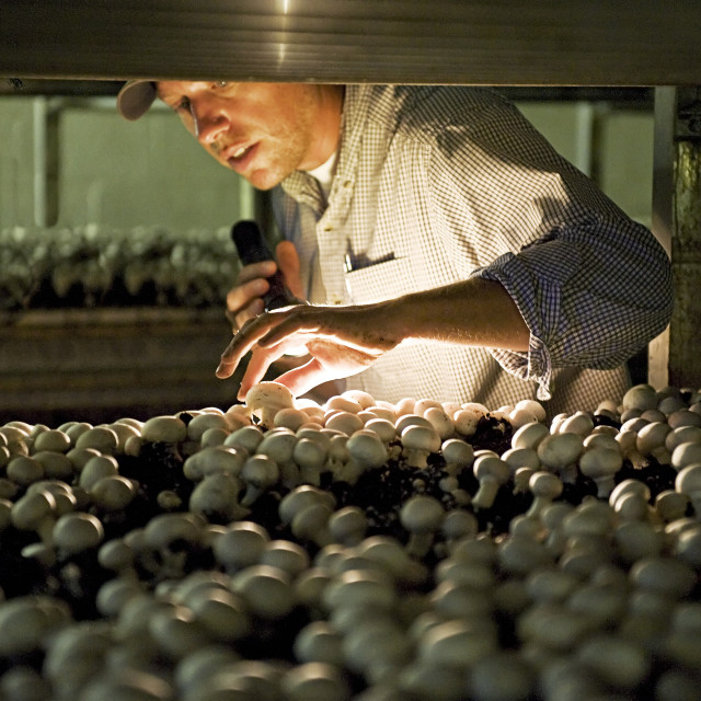 "Mushroom farmer checks on the readiness of white button mushrooms for harvet, Kennet Square, Pennsylvania, Pennsylvania, USA" stock image