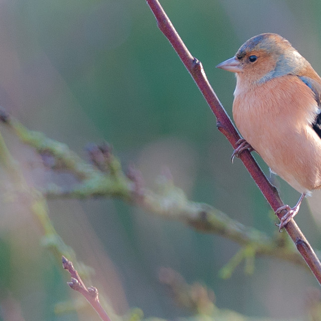 "Chaffinch" stock image