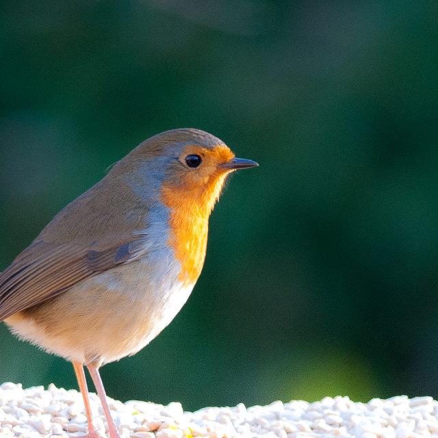 "Robin" stock image