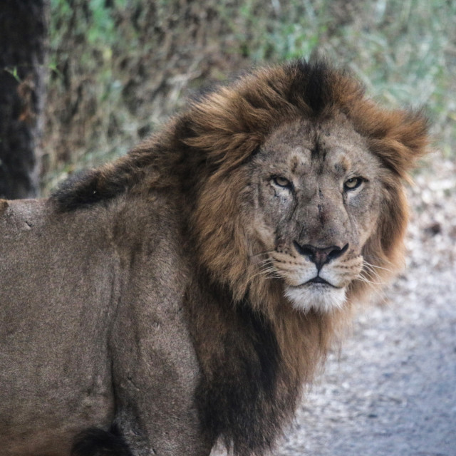 "Lion King" stock image