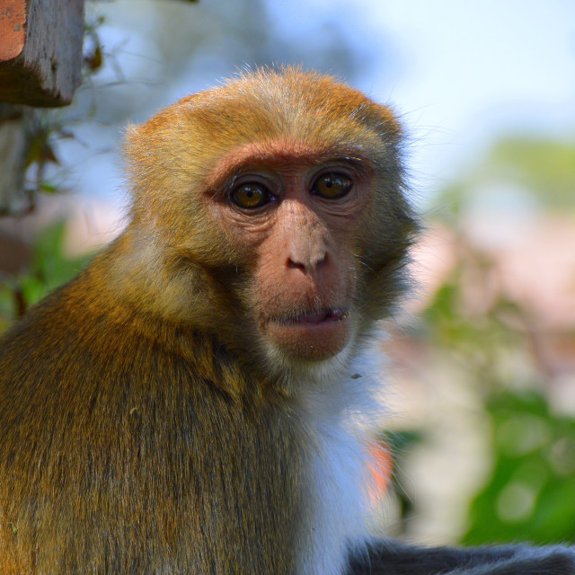 "Keeping Watch" by Keith MacIntosh FRGS - $12.16 "Keeping Watch" stock image