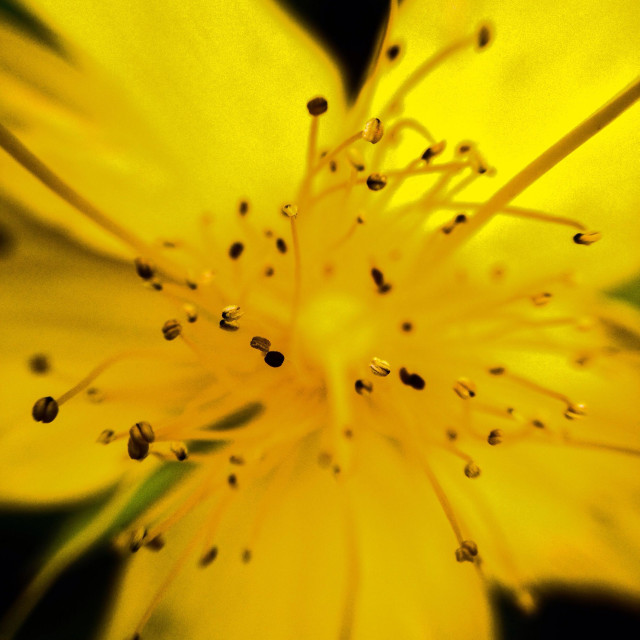 "Hypericum Flower in full bloom" stock image
