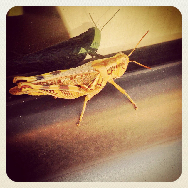 "Red legged grasshopper relaxing on a car door." stock image
