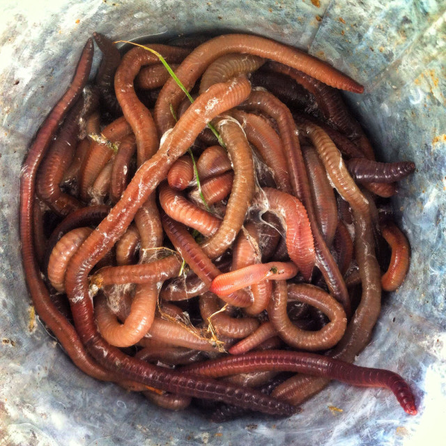 "Bucket of earthworms" stock image