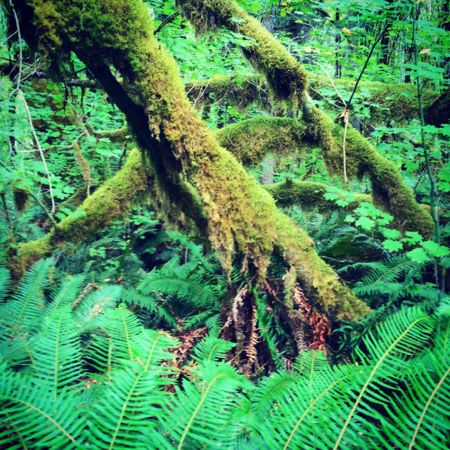 "Moss-covered Vine Maples, Elwha Valley, Olympic National Park, Olympic Peninsula, Washington state," stock image