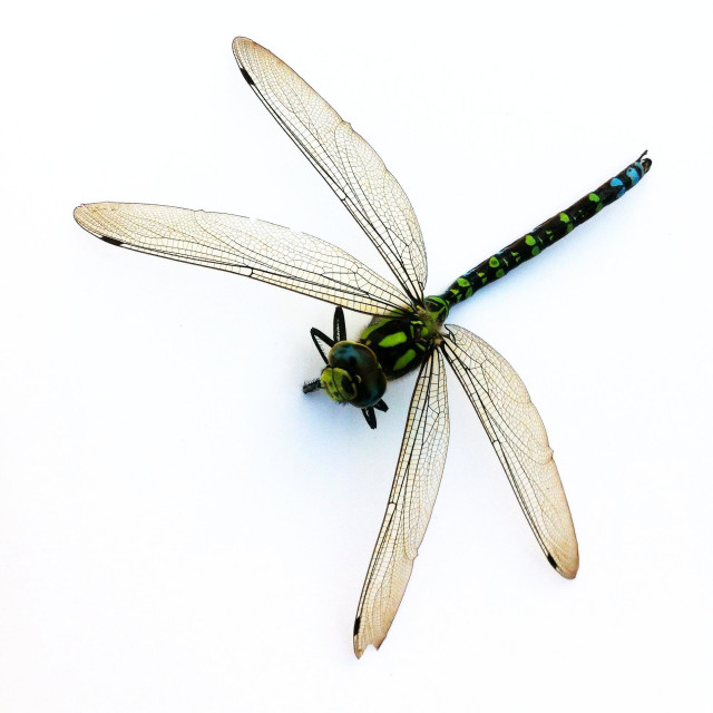 "Southern Hawker dragonfly Aeshna cyanea" stock image
