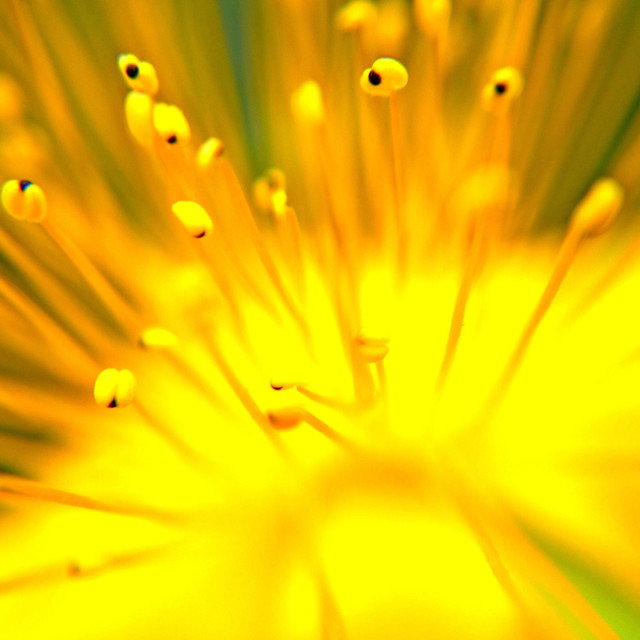 "Hypericum flower" stock image