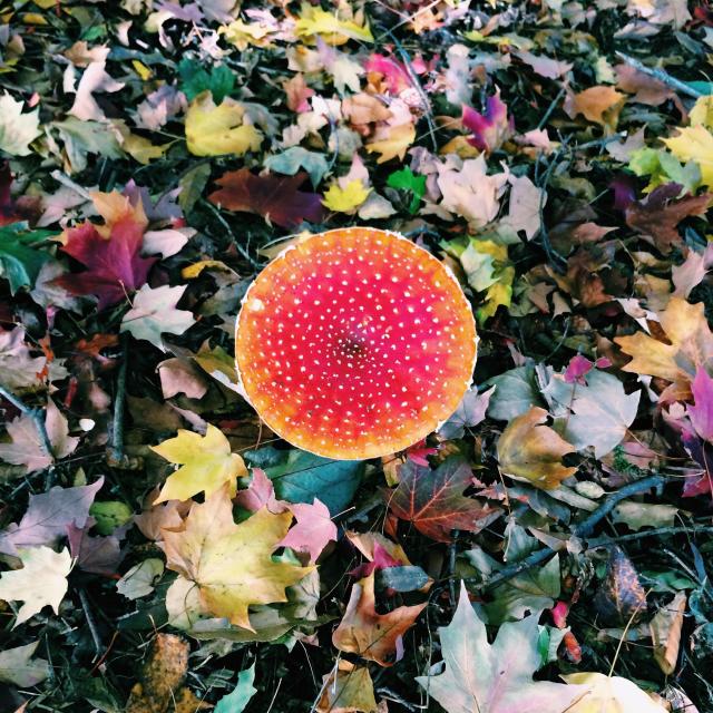 "Amanita muscaria, (Fly Agaric), red spotted toadstool in Victorian Dandenong Ranges, Australia, surrounded by autumn leaves" stock image