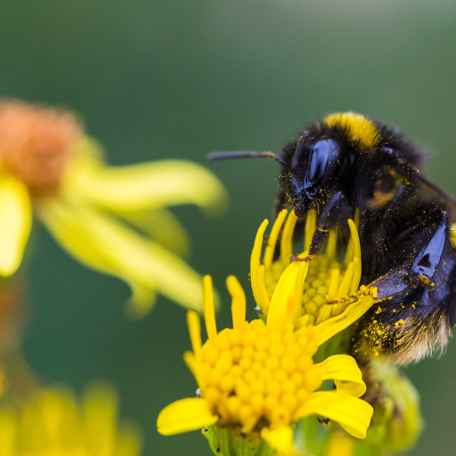 "Bee on a flower" stock image