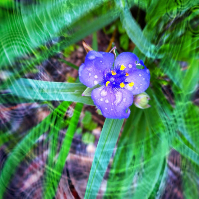 "Spiderwort flower" stock image