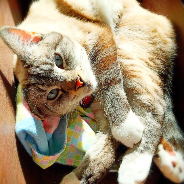 "Cat in a cradle" stock image