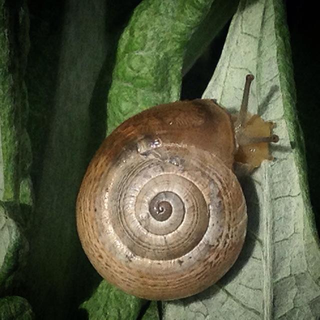 "A snail in a green leaf in Prado del Rey, Sierra de Cadiz, Andalusia, Spain" stock image