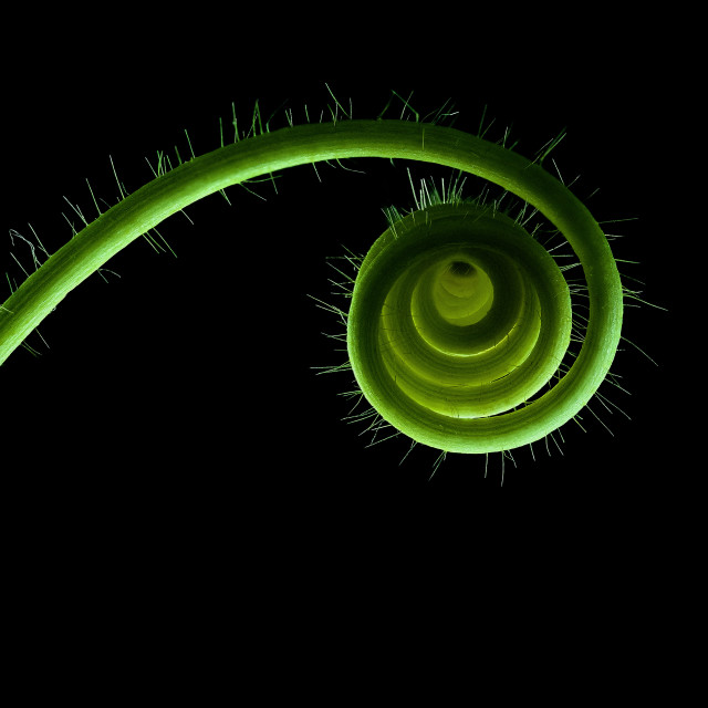 "Green coil" stock image