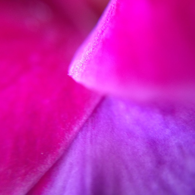 "Flower petal - abstract" stock image