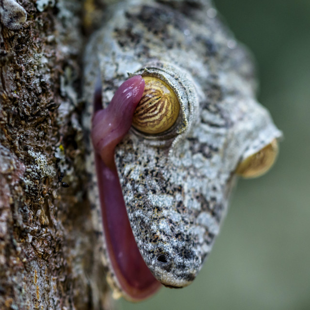 "Uroplatus gecko ,Madagascar.( mossy leaf-tailed gecko )" stock image