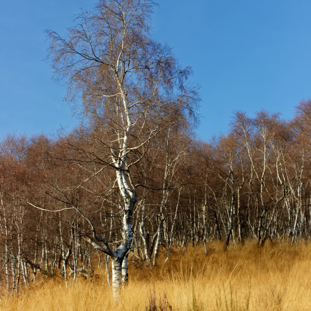 "Betula pendula, a single silver birch" stock image
