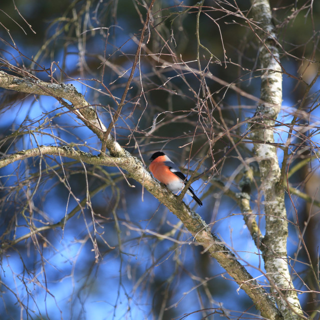 "Bullfinch" stock image