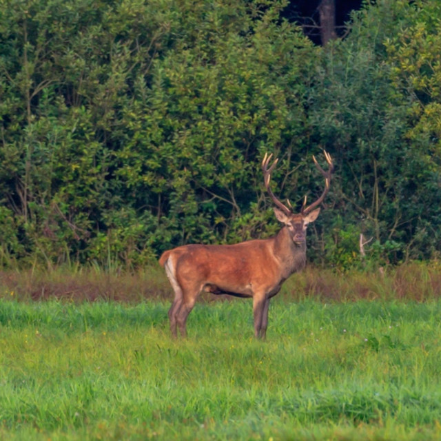 "Deer" stock image