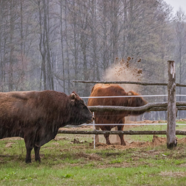 "Raging Bull" stock image