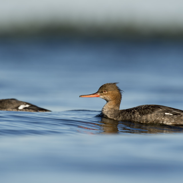 Real celebrity red breasted merganser female