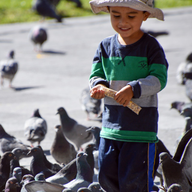 "Feed the birds" stock image