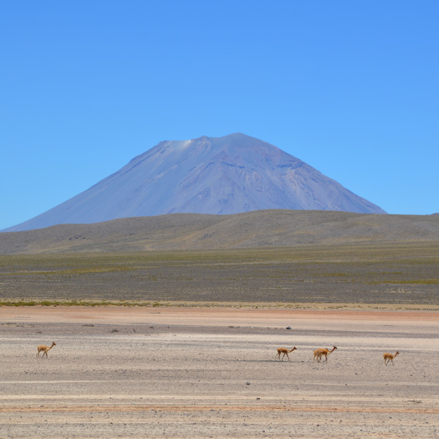 "Roaming Vicunas" stock image