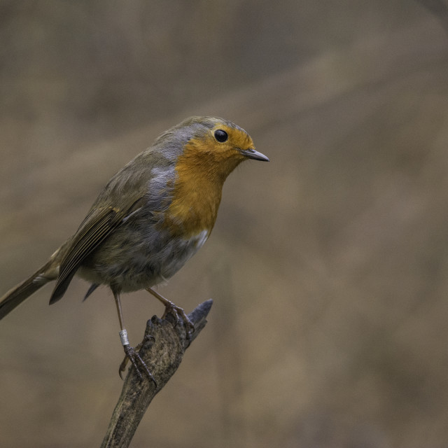 "Robin" stock image