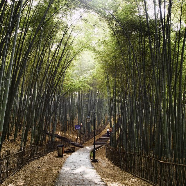 "Peaceful forest path" stock image