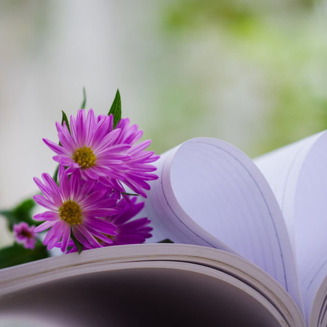 "Blooming Alpine asters flowers beside heart shape, which made by" stock image