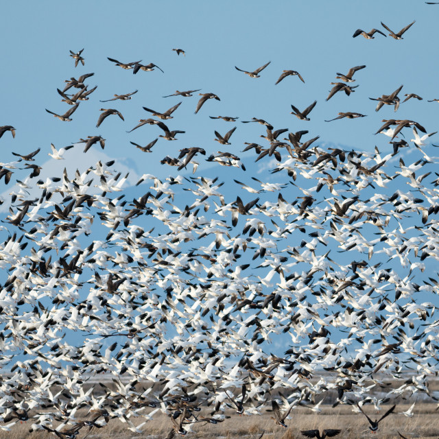 "Snow geese migration" stock image