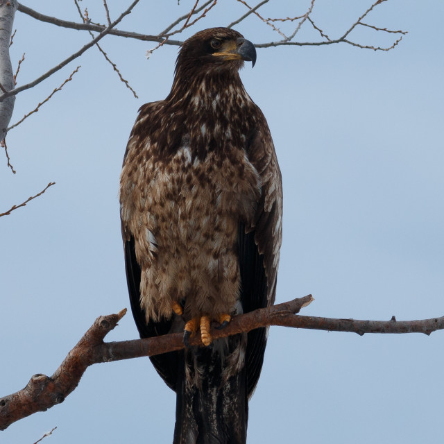 "Bald eagle (Immature) sitting on a branch" stock image