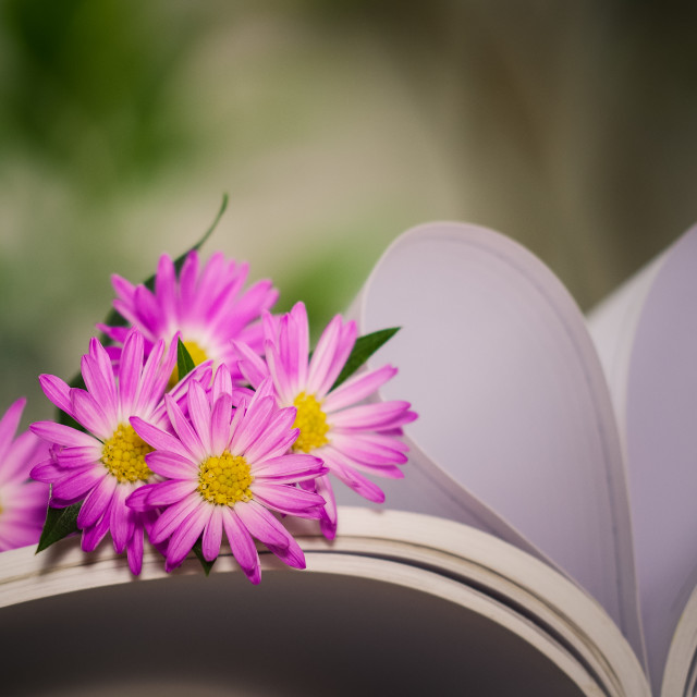 "Blooming Alpine asters flowers beside heart shape" stock image