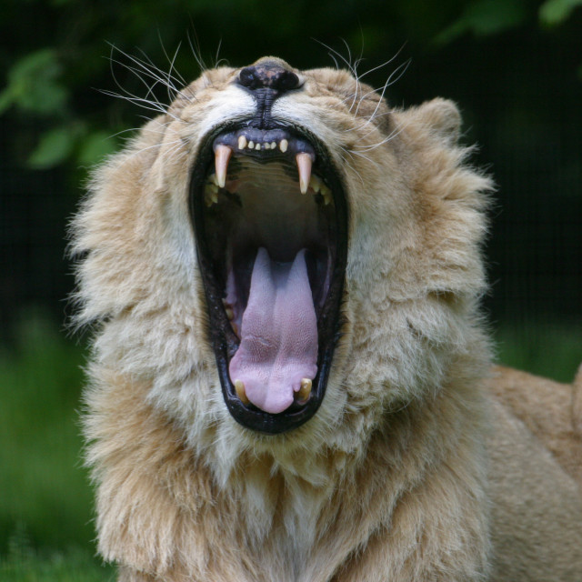 "Old Lion Yawning" stock image