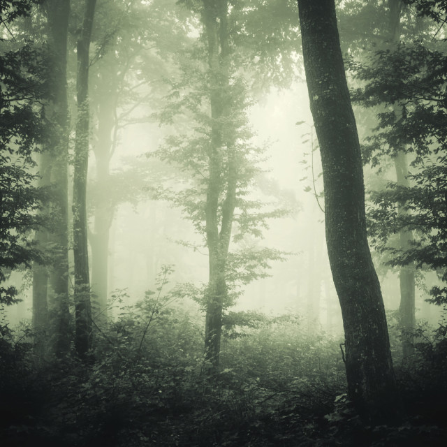 dark forest background - License, download or print for £11.16 | Photos ...