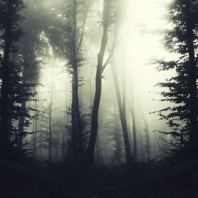 "fantasy forest background, atmospheric landscape" stock image