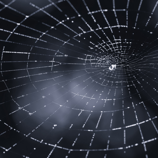 "abstract dark scary spider web background" stock image