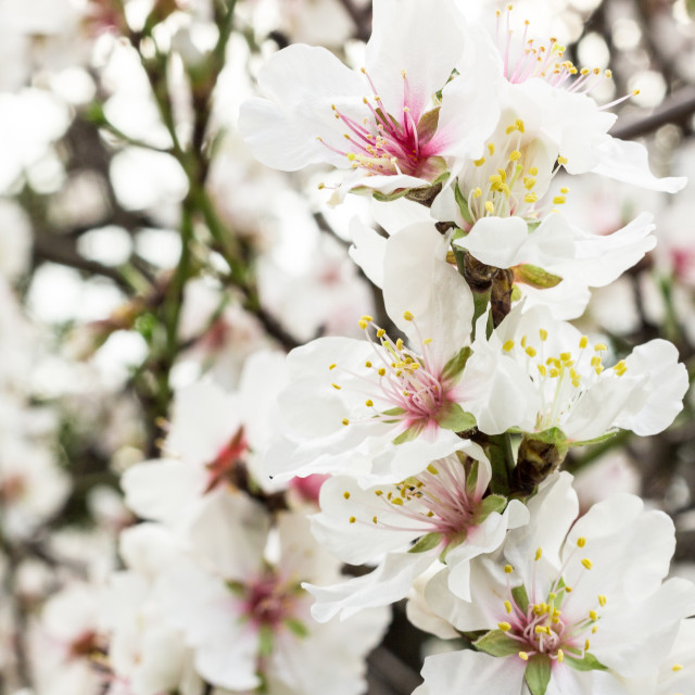 "The almond blossom" stock image