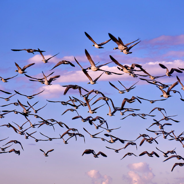 "flock of Canada gooses in the evening" stock image