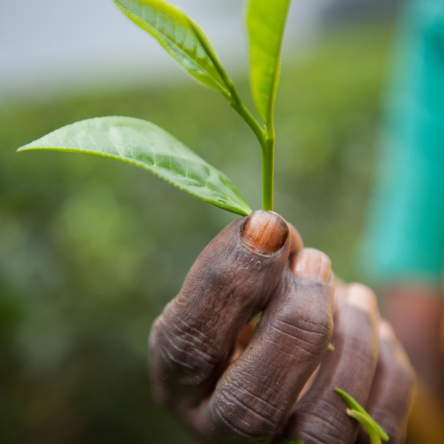 "Freshly picked tea leaf" stock image