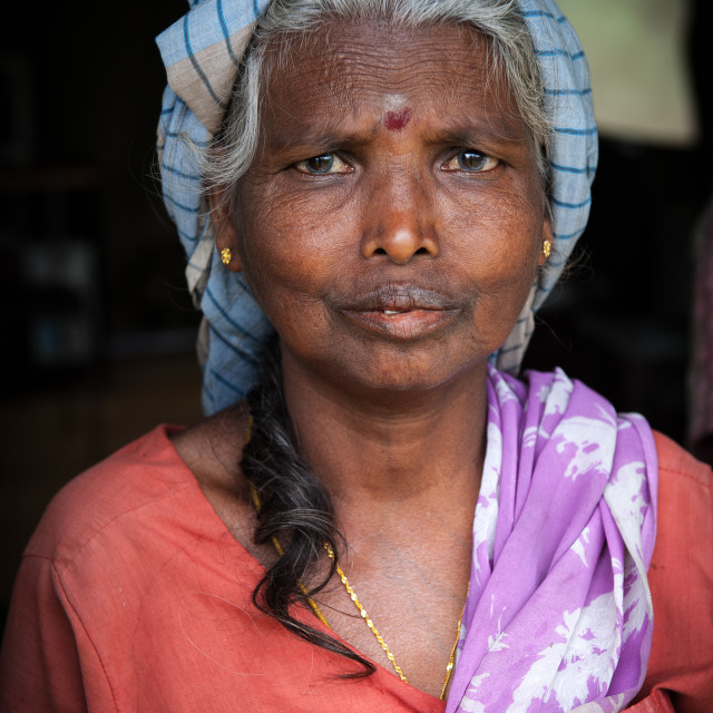 "Tea picker, Sri Lanka" stock image