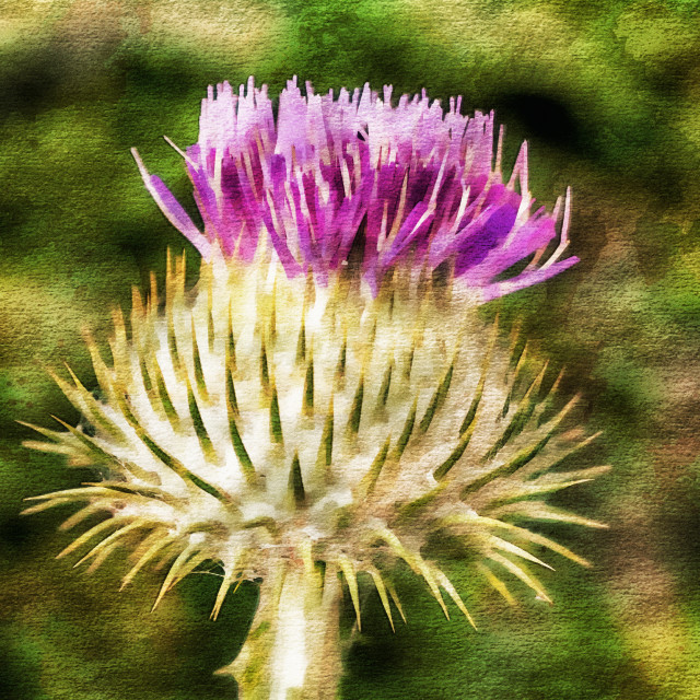 "Thistle - The flower of Scotland watercolour effect." stock image