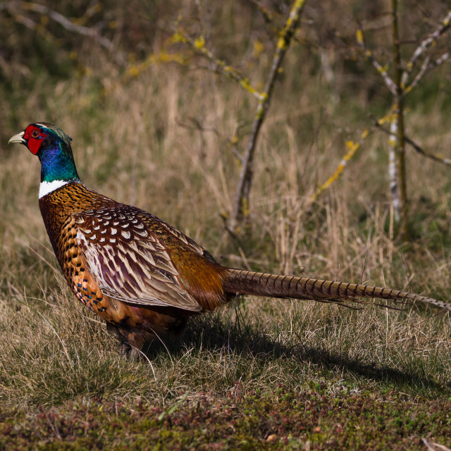 "Pheasant" stock image
