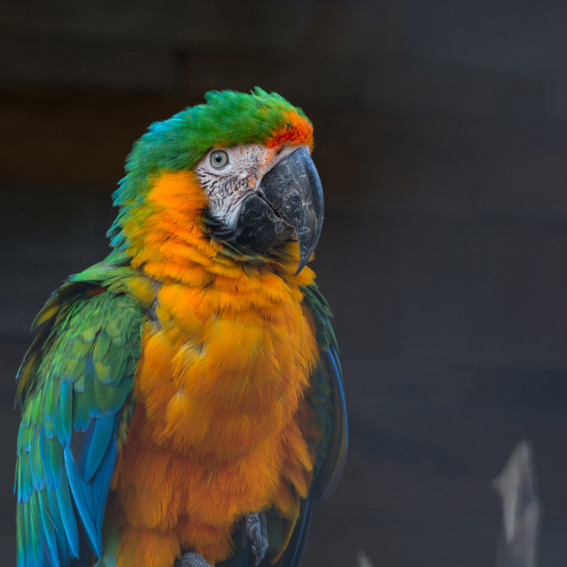 "Beautiful colorful Macaw parrot" stock image