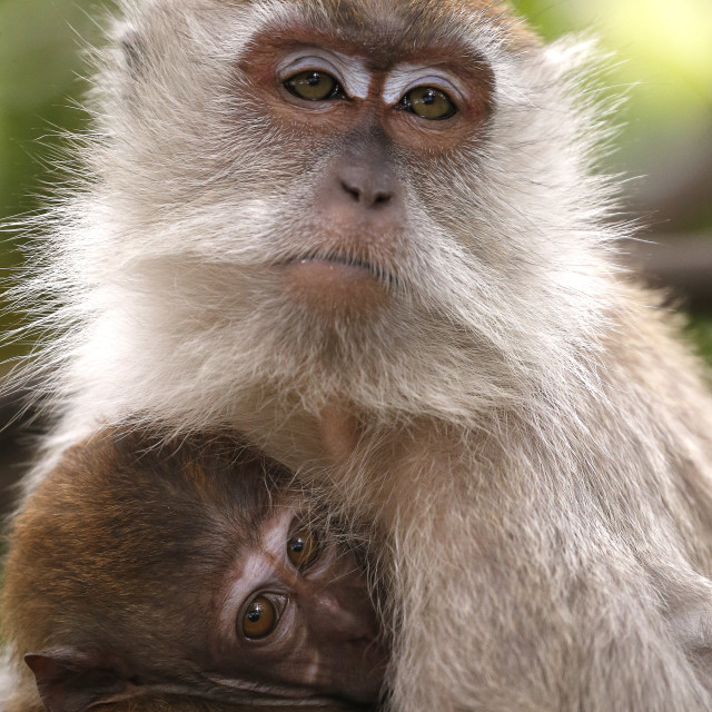 "Monkey and child near Kuala Lumpur Bird Park, Malaysia." stock image