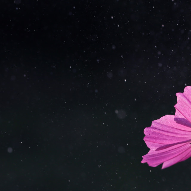 "Cosmos plant on the background of space" stock image