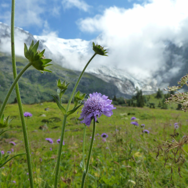 "Alpine Meadow" stock image