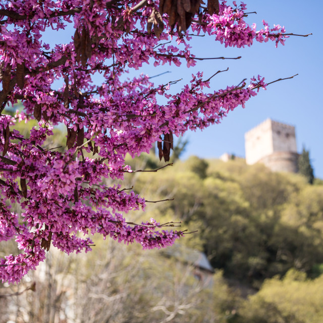 "Judas Tree" stock image