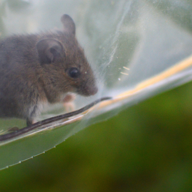 "Life on the Common" by Keith MacIntosh FRGS - $12.28 "Life on the Common" stock image
